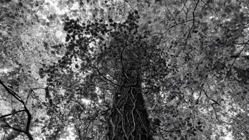 Treelife
